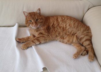 "roter" Möhrchen /"Mörli" 260224-153402